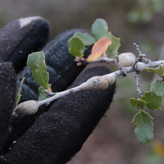Andricus chrysolepidicola