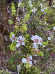 Leptospermum lanigerum
