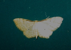 Idaea fuscovenosa