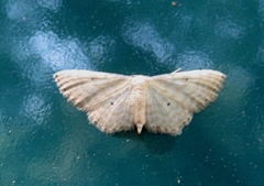 Idaea fuscovenosa