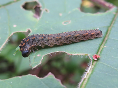 Lagium atroviolaceum