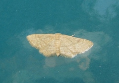 Idaea belemiata
