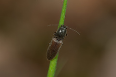 Athous haemorrhoidalis