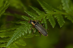 Cantharis nigricans