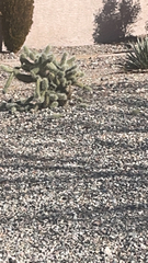 Cylindropuntia bigelovii