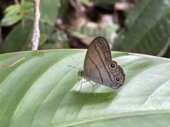 Amiga arnaca