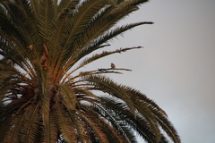 Falco tinnunculus canariensis