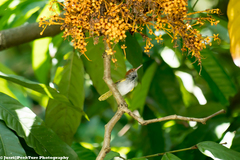 Orthotomus atrogularis