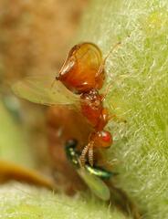 Lachaisea equicollis