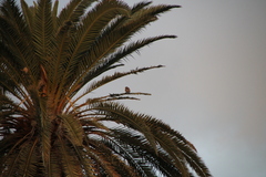 Falco tinnunculus canariensis