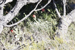 Erica cerinthoides cerinthoides