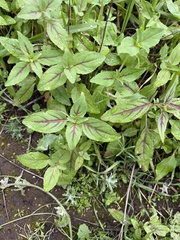 Clarkia unguiculata