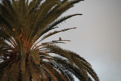 Falco tinnunculus canariensis