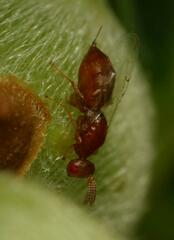 Lachaisea equicollis