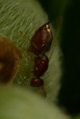 Lachaisea equicollis