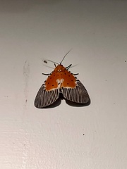 Peridrome orbicularis