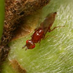 Lachaisea equicollis