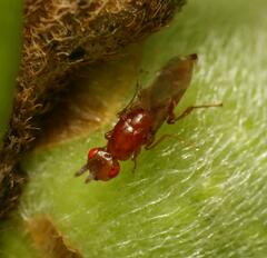 Lachaisea equicollis