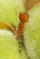 Lachaisea equicollis