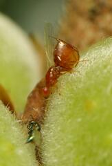 Lachaisea equicollis