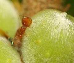 Lachaisea equicollis