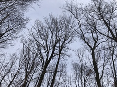 Liriodendron tulipifera