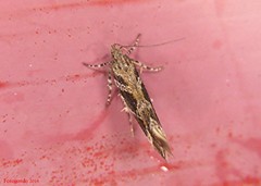 Aristotelia fungivorella