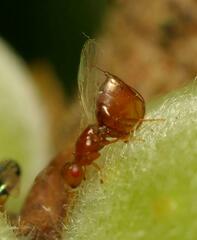 Lachaisea equicollis