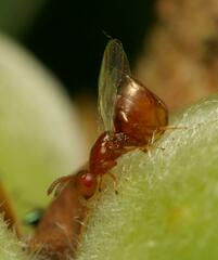 Lachaisea equicollis