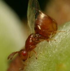 Lachaisea equicollis