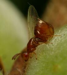 Lachaisea equicollis