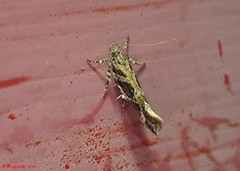 Aristotelia fungivorella