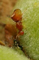 Lachaisea equicollis