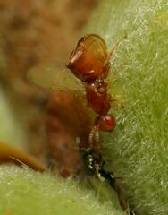 Lachaisea equicollis