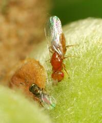 Lachaisea equicollis