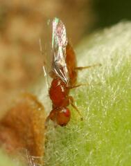 Lachaisea equicollis