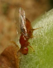 Lachaisea equicollis