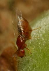 Lachaisea equicollis