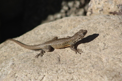 Liolaemus monticola