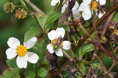 Agapostemon splendens