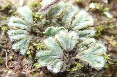 Riccia trichocarpa