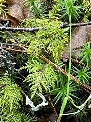 Hylocomium splendens