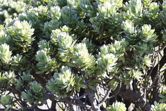 Mimetes fimbriifolius