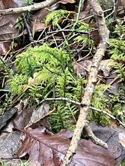 Hylocomium splendens