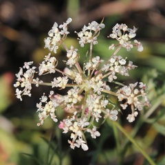 Daucus carota maximus