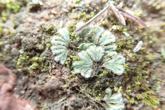 Riccia trichocarpa