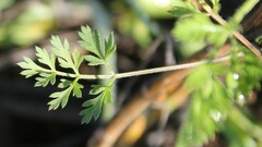 Daucus carota maximus