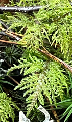 Hylocomium splendens