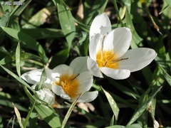 Crocus hyemalis
