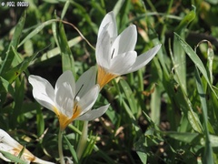 Crocus hyemalis